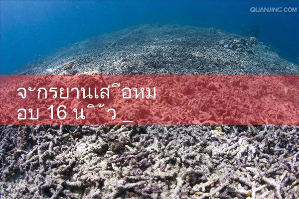 DYXLR 16 นิ้ว bwin|fun88|play8|m88|w88|8xbet